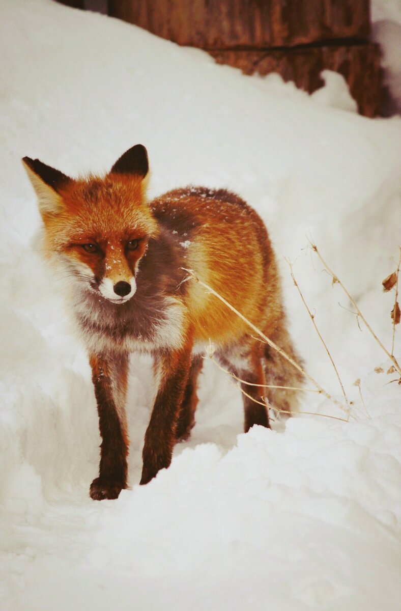 Дикая лиса стала почти ручной 🦊 Много красивых фото | Дай Лапу | Дзен