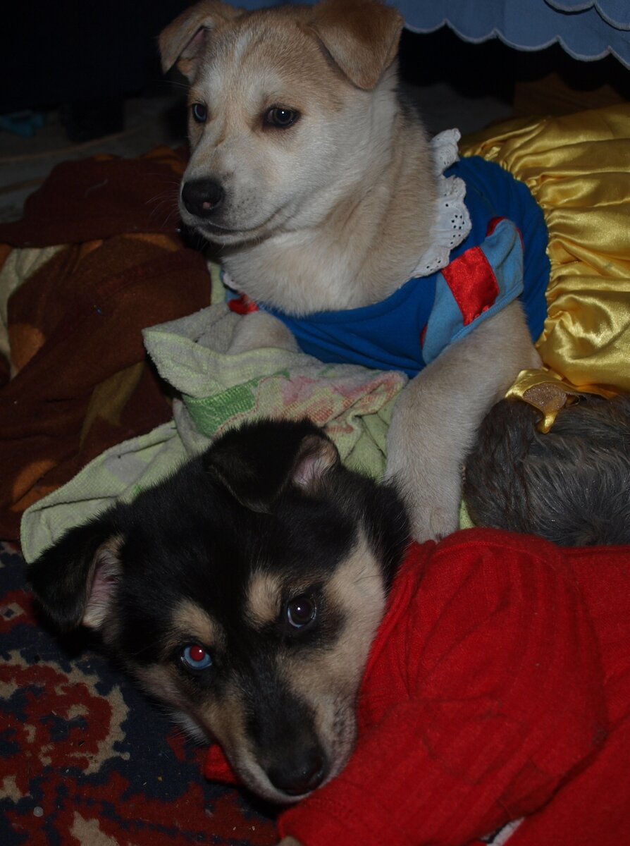 Две милые девочки