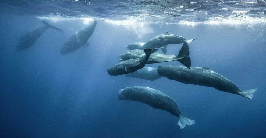 Кашалоты в естественной среде обитания. Все фото взяты из открытых источников.