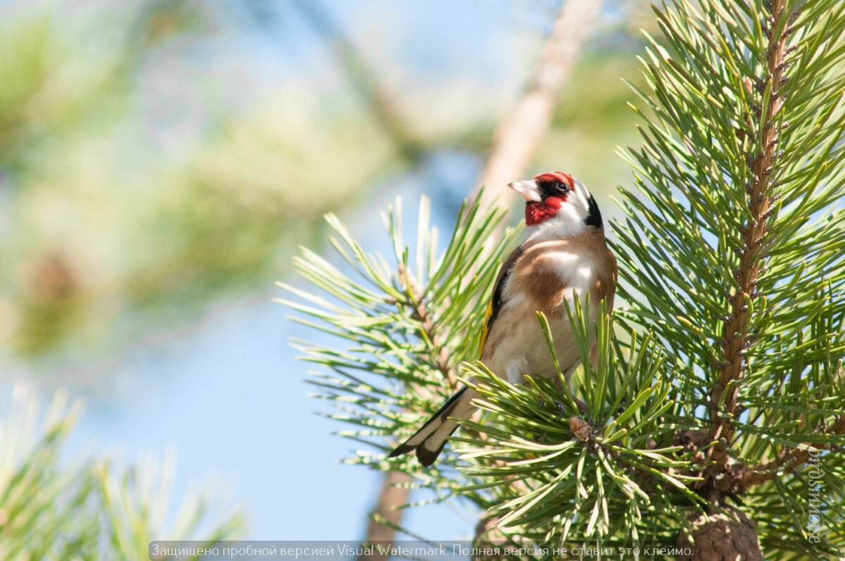 Здесь и далее фотографии автора, Елизаветы Радецкой (birdsinnoise)