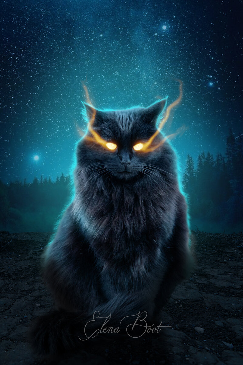 Магический кот