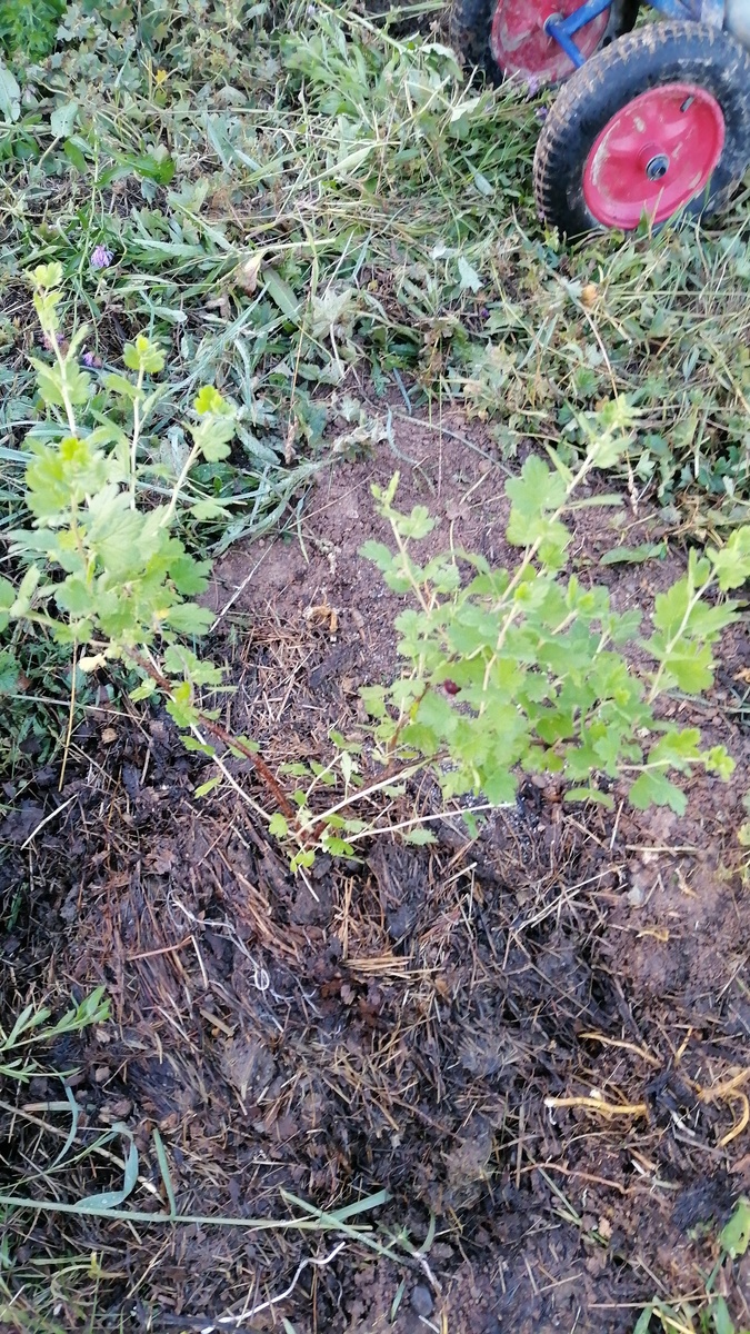 Красный крыжовник без шипов