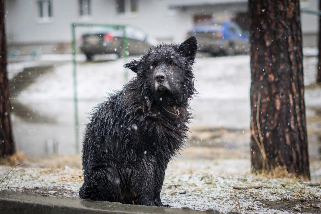 В Тверской области для бездомных животных построят приюты?