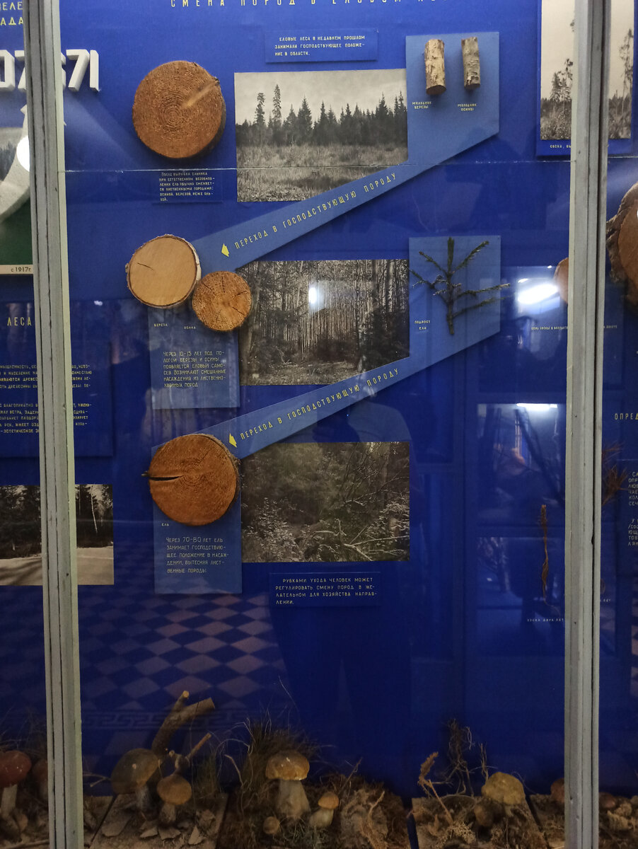 Когда вырубают ельник, вырастают лиственные породы деревьев. Когда березы и осины вырастают, под ними появляется поросль елей. И они снова вытесняют лиственные деревья. Человек может регулировать соотношение разных пород вырубками.