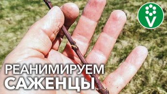 Не Просыпаются Саженцы, Что Делать? Как оживить саженцы плодовых деревьев