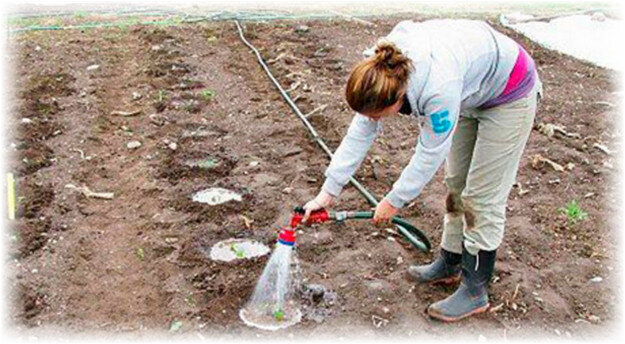 При выращивании арбузов в теплице или открытом грунте важно соблюдать правила полива в соответствии с разными периодами роста культуры. Иногда они будут серьёзно отличаться.