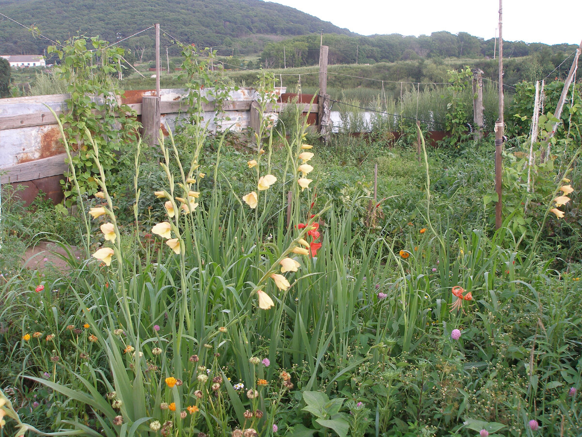 У бабушки росли гладиолусы и они мне также напоминают осень на Русском. Фото автора
