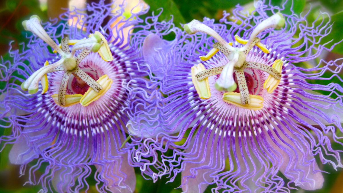 Пассифлора