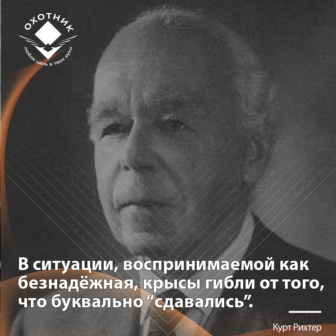 Эксперимент с крысами в бассейне рихтер. Эксперимент крыс поместили в воду. Эксперимент надежда с крысами. Эксперимент с крысами в бассейне рихтер. Курт рихтер.