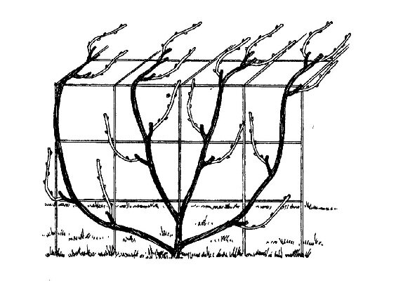 Пример формирования винограда Либерти на беседку