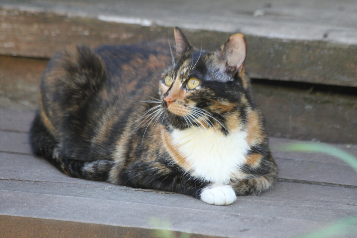 Василиса на даче. Фото автора