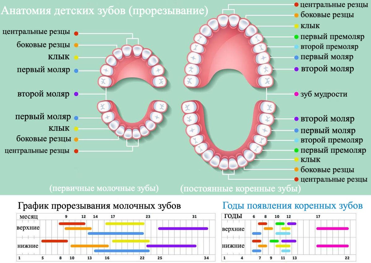 В год 2 зуба форум. В год 2 зуба форум