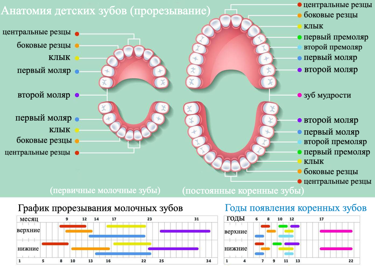 Прорезание зубов у ребенка: признаки, как понять, как помочь - НИИ Эпидемологии