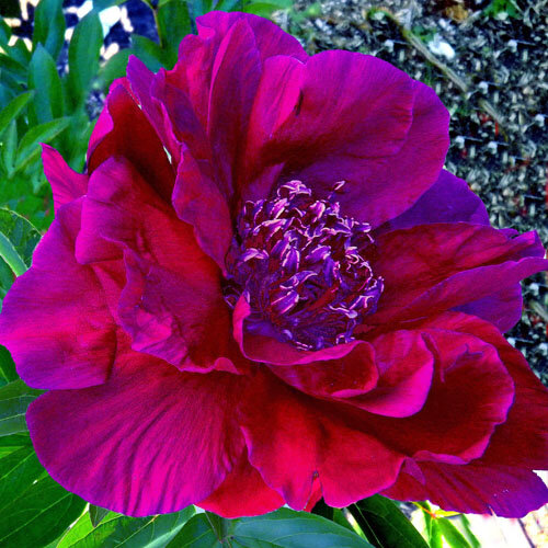 Marie Talbot ( Tremblay , 2013 год ) , фото с сайта APS 