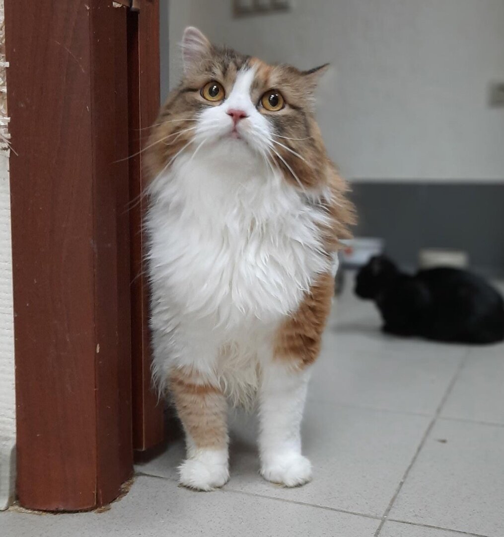 Муся в приюте