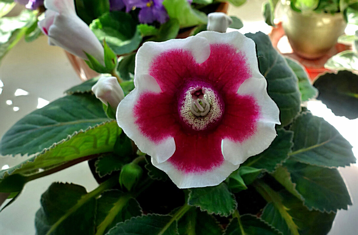 У глоксинии нарядны и цветы, и бархатистые изумрудные листья