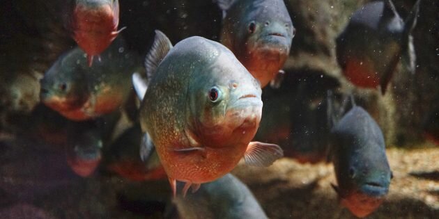 Изображение: Wikimedia Commons📷
