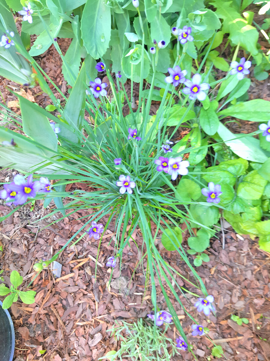 Сисюринхий узколистый