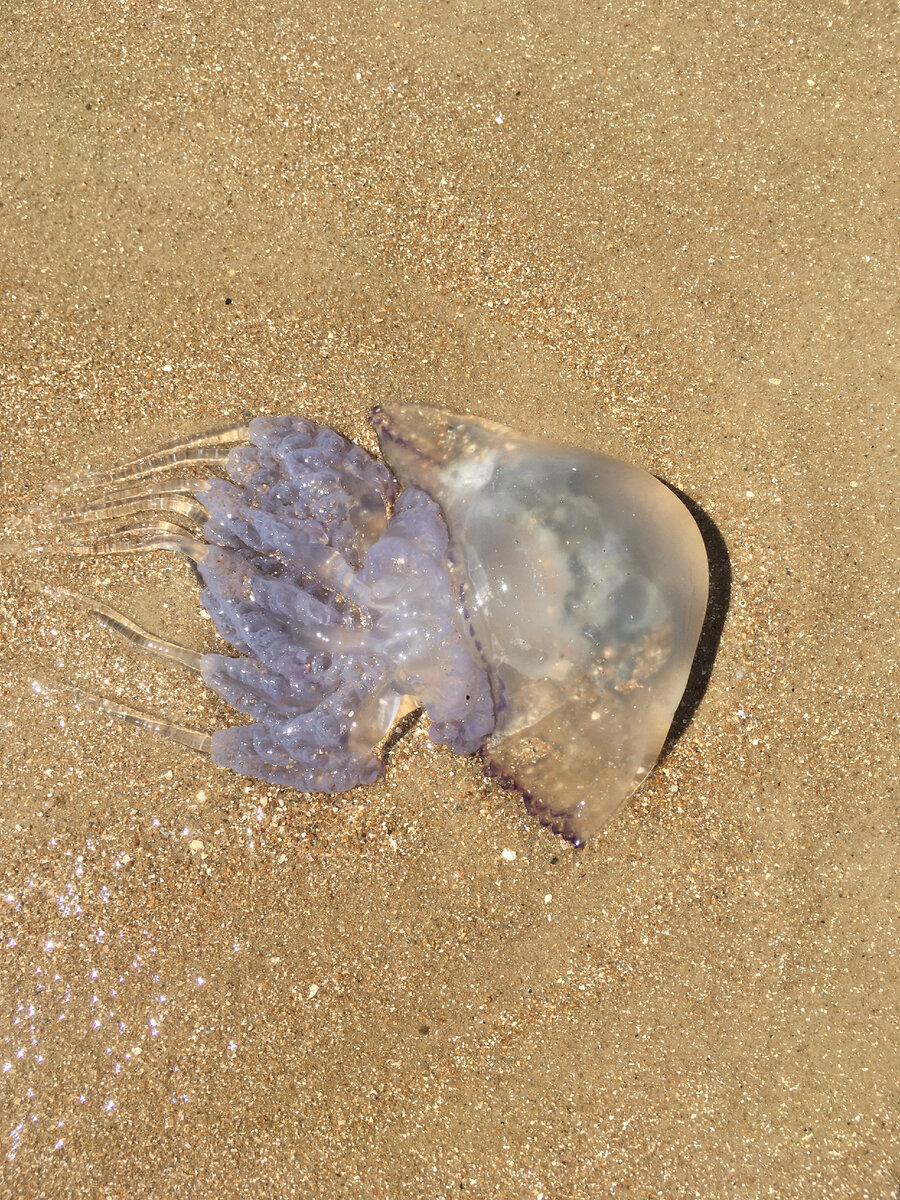 Медузы азовского моря виды