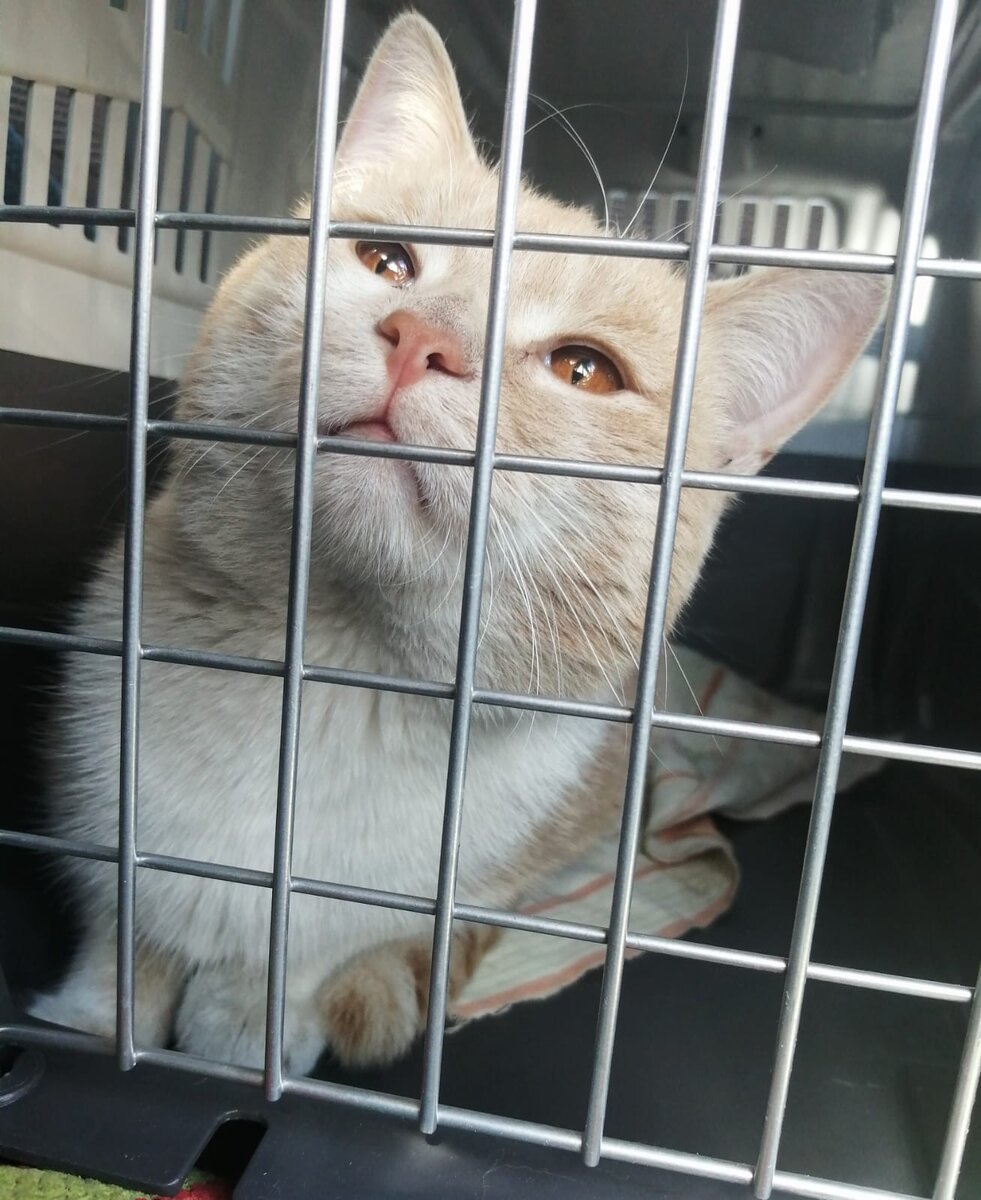 Галерея листается)