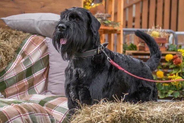 Бруно позирует на фестивале МЕГА ДОГ ФЕСТ-2022 в Химках