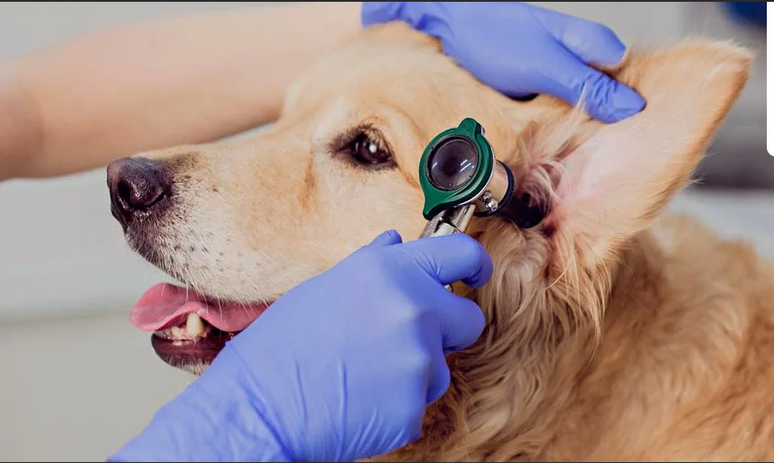 Методы диагностики бабезиоза собак (B.canis) - все, что вам нужно знать