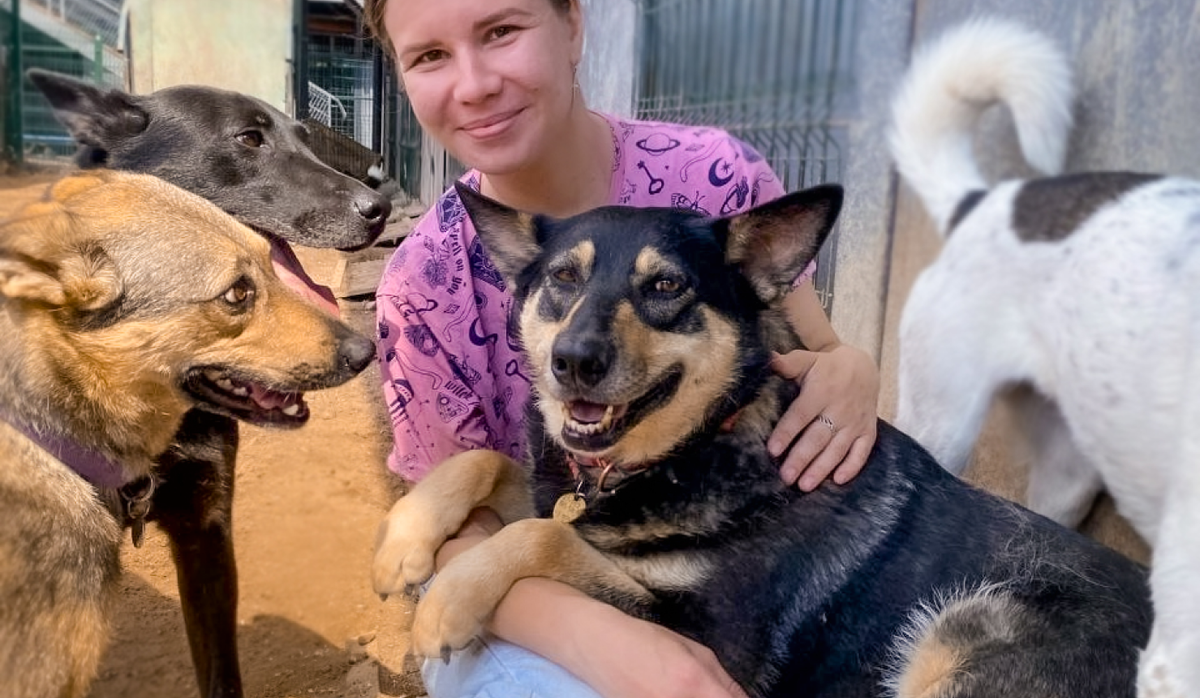 Доминирующая собака села на человека, обозначив свою значимость. Другие собаки изучают поведение и в скором времени тоже задоминируют людей :) 