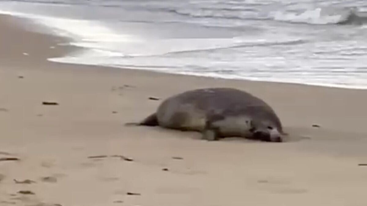    На месте гибели нерп на берегу Каспийского моря в Дагестане. Кадр видео© Северо-Кавказское территориальное управление Федерального агентства по рыболовству
