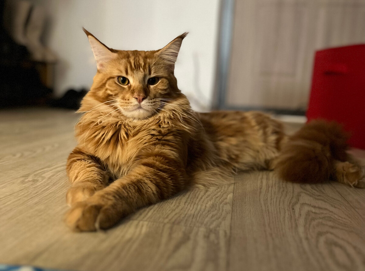 Руфусу 8 месяцев