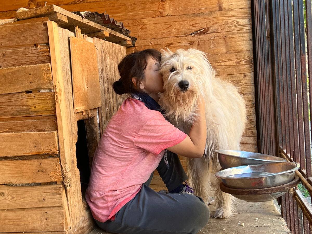 Роль собак в различных программах реабилитации