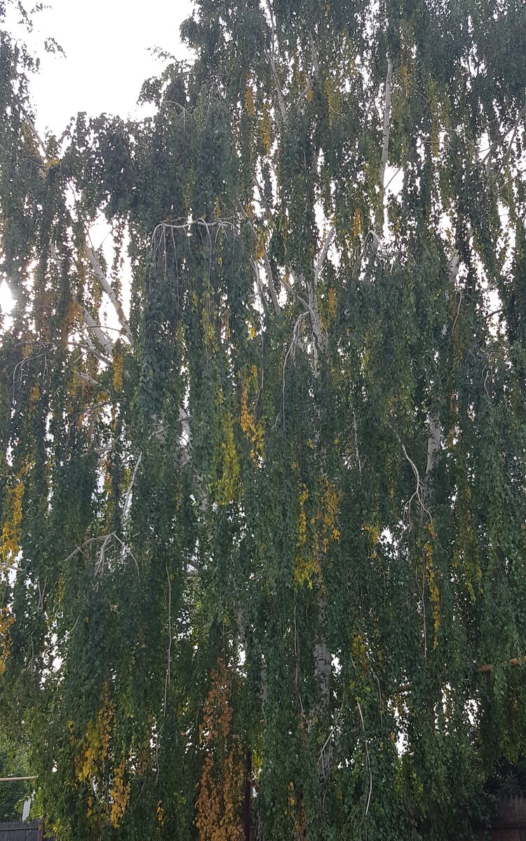 Проседь на берёзках