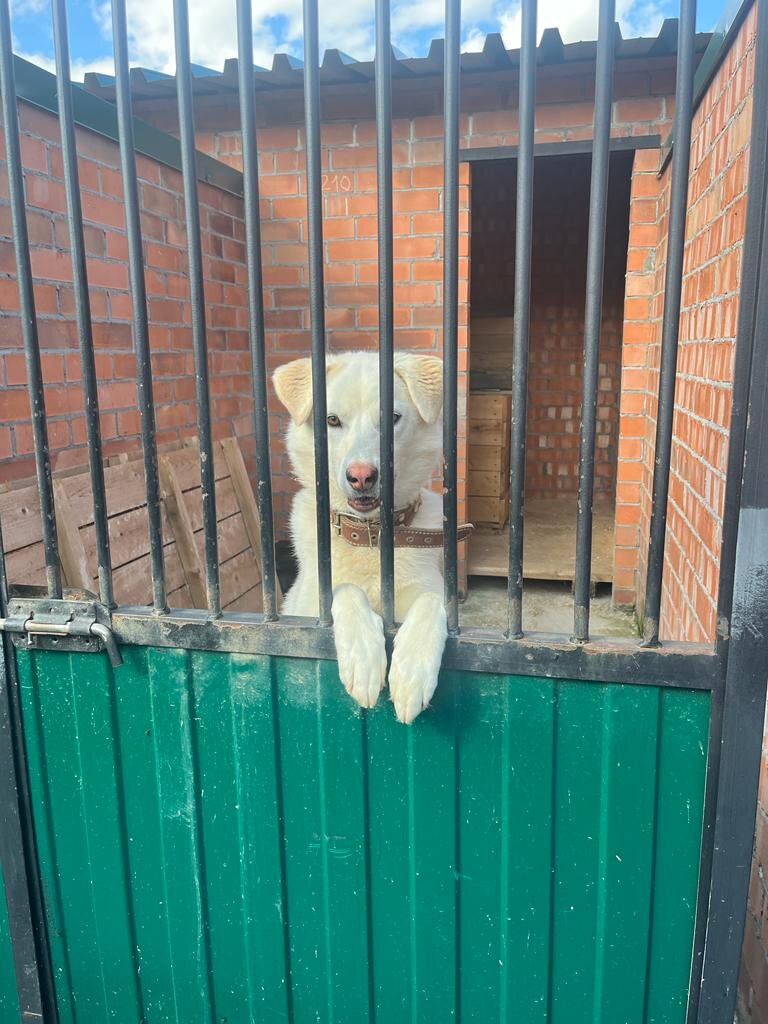 Вот и лето прошло: подводим итоги жизни в новом приюте ТиНАО (Малинки)! |  Собаки приюта ТиНАО в Малинках | Дзен