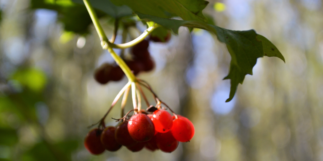 Мамочка, я тебя так люблю, так люблю