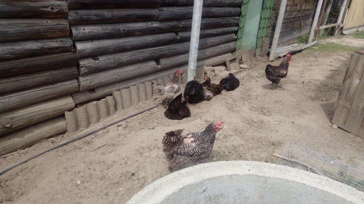 Принимают песочные ванны