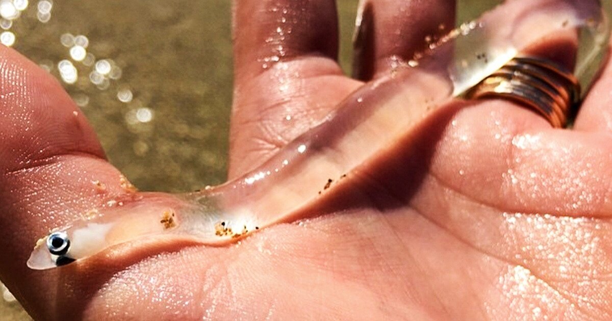 Стеклянный угорь совершенно прозрачен и очень красив.