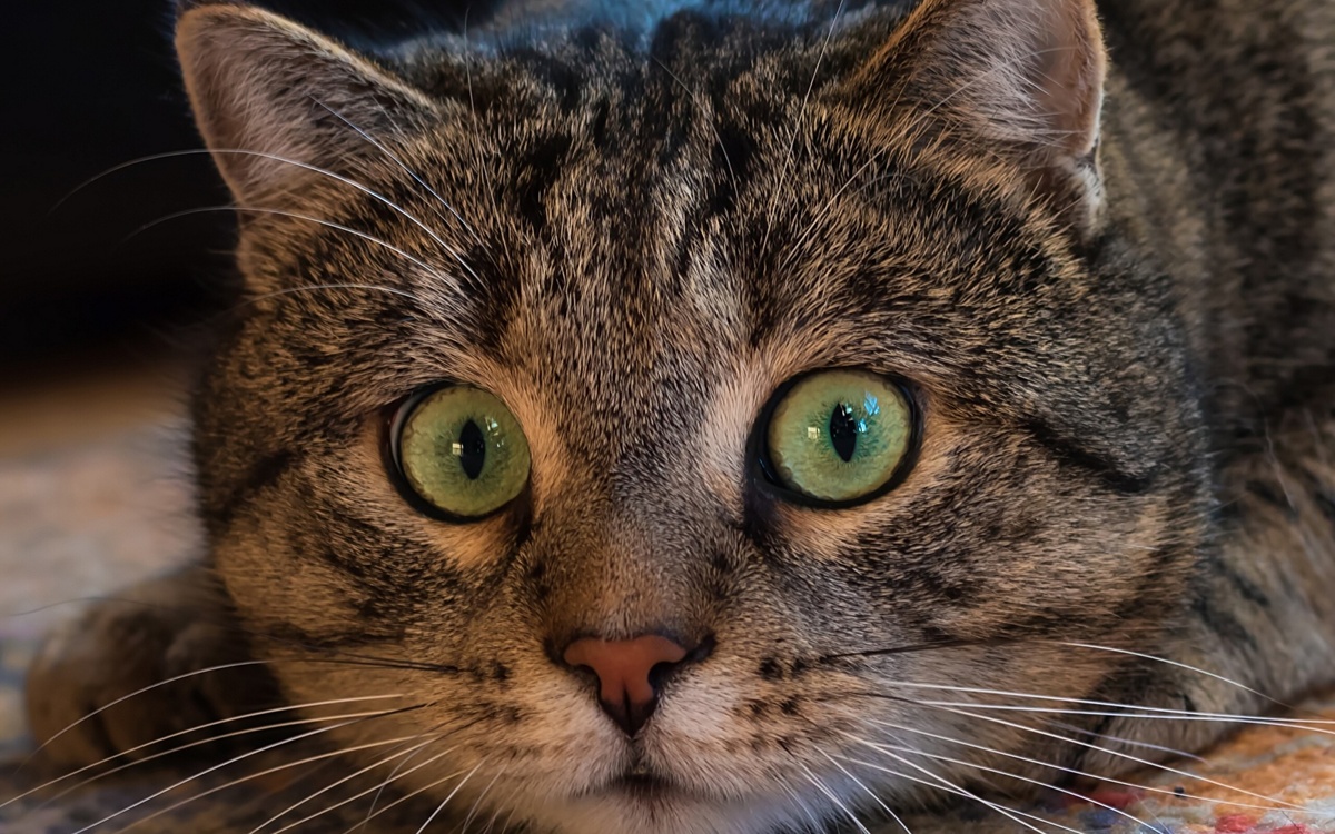 Специфические длинные белые волоски- осязательные волоски, расположенные по обе стороны носа и над бровями, чрезвычайно важны для ощущения кошкой окружающего пространства.