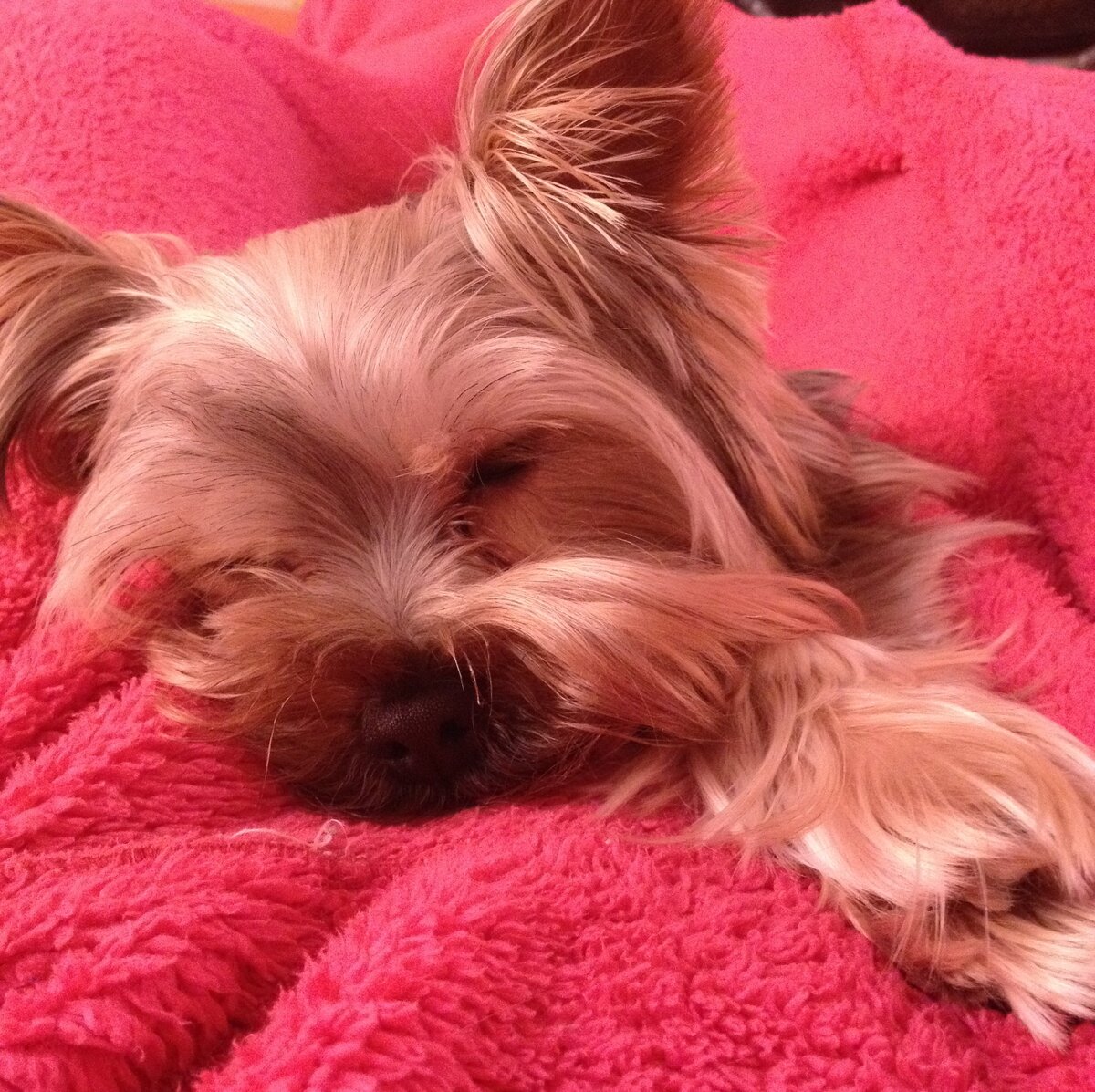 Самый счастливый нос на свете