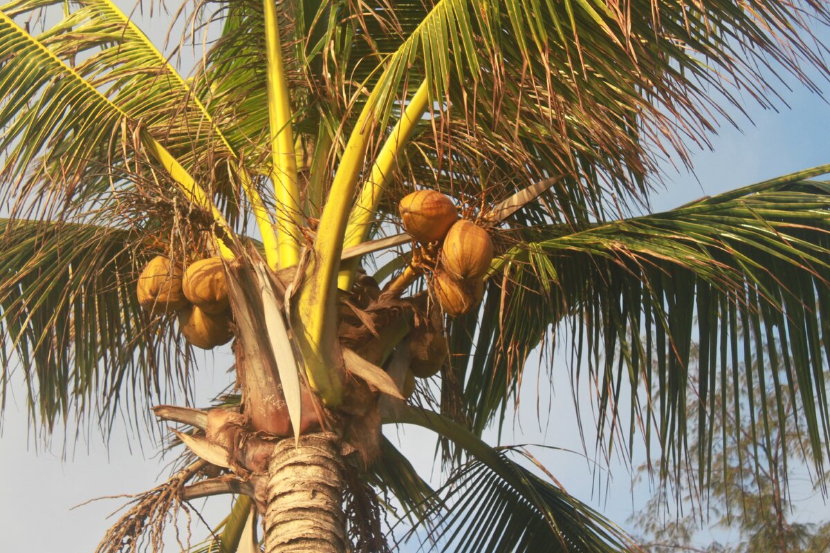 Дерево как Объект, Предмет и Метод исследования