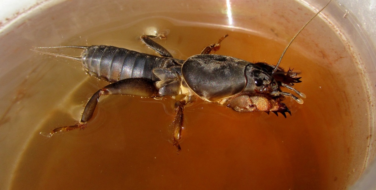 Фото взято из Яндекс картинки