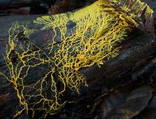 Physarum polycephalum