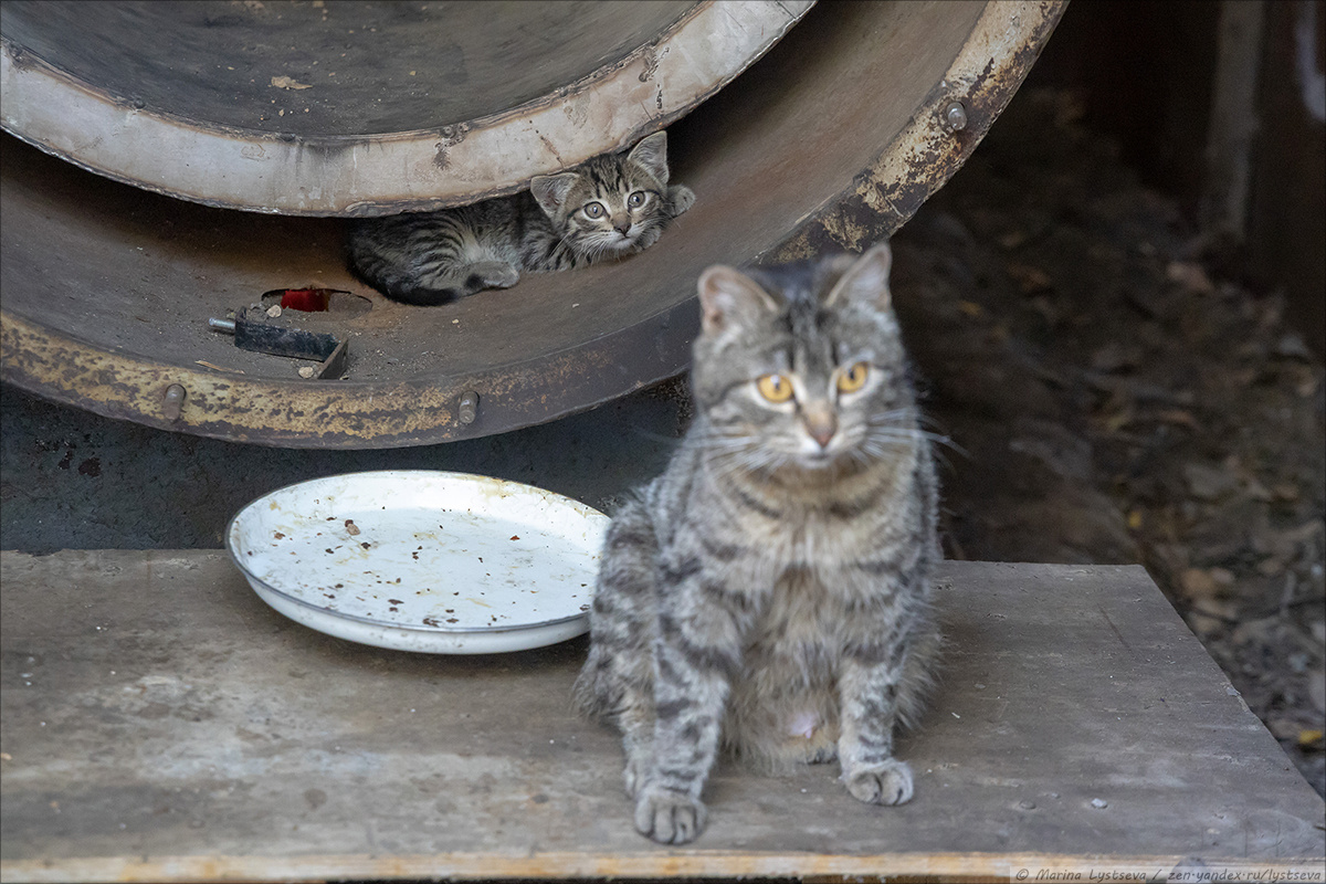 Мать после раздачи котят стерилизуют...
