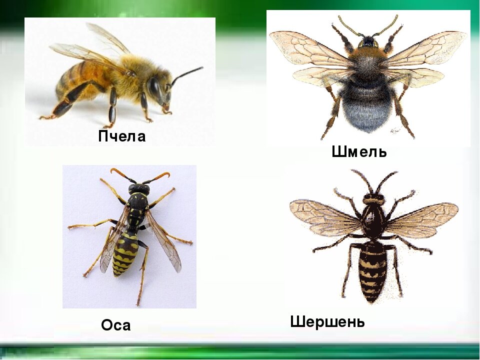 Жалящие насекомые. Изображение из открытых источников