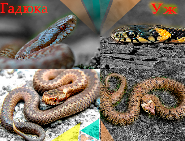 Тренируем насмотренность. В коллаже использованы фотографии из открытых источников.