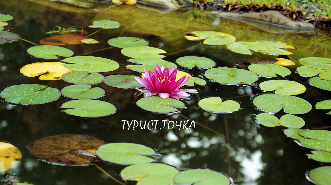 Пруд с кувшинками