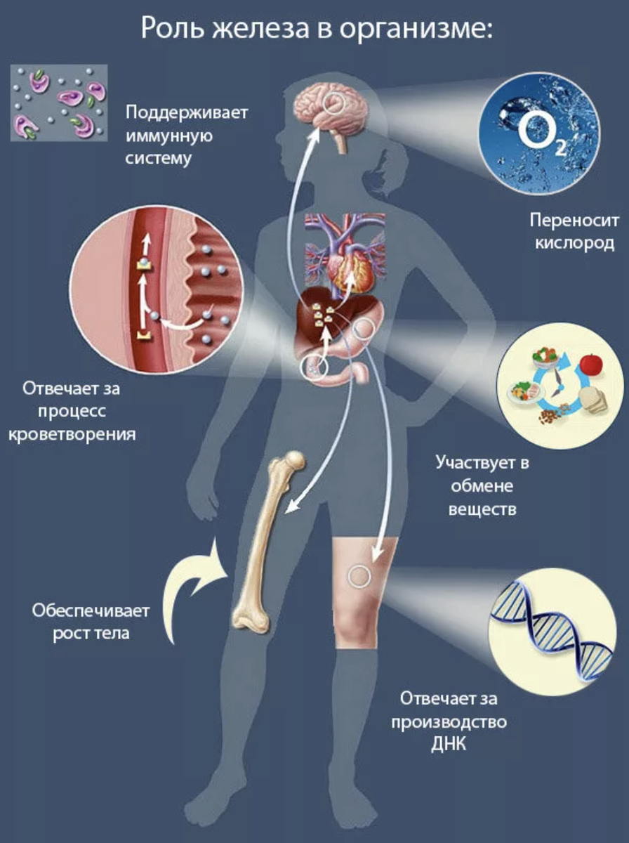 Какое железо в организме. Функции железа в организме человека. За что отвечает железо в организме человека женщины. Роль кобальта в организме человека. Железо для чего нужен организму женщины.