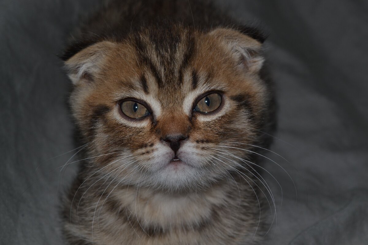  Мой кот Гропиус