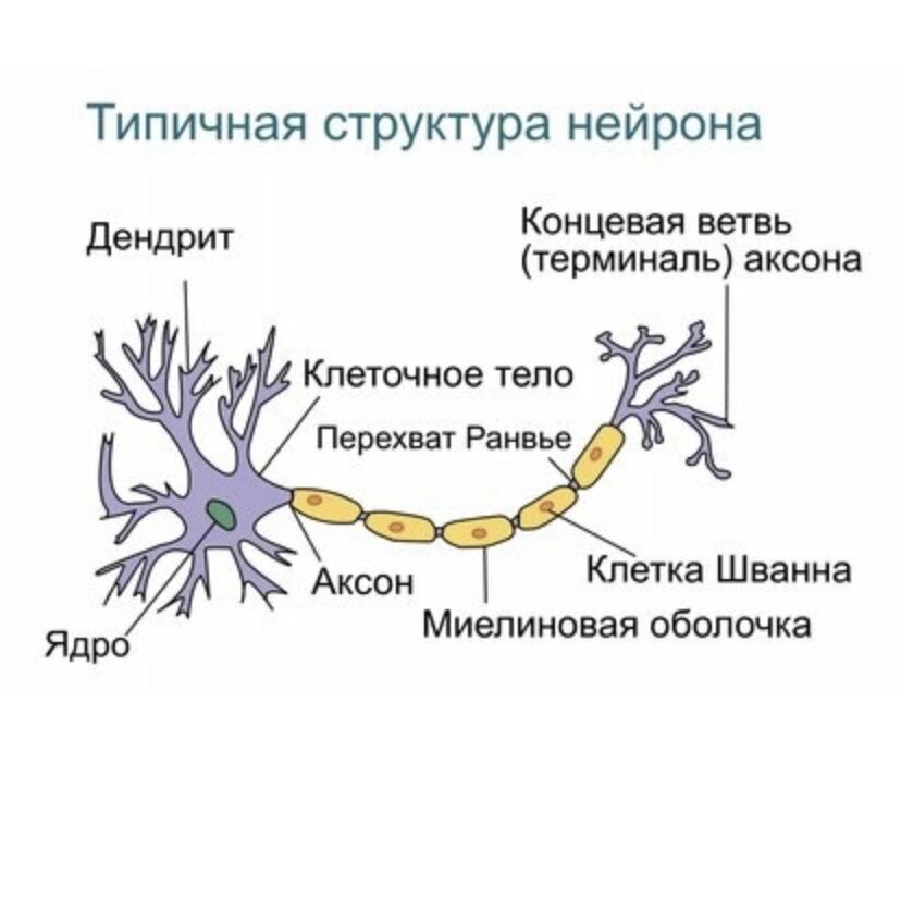 Мозга нейрон состав