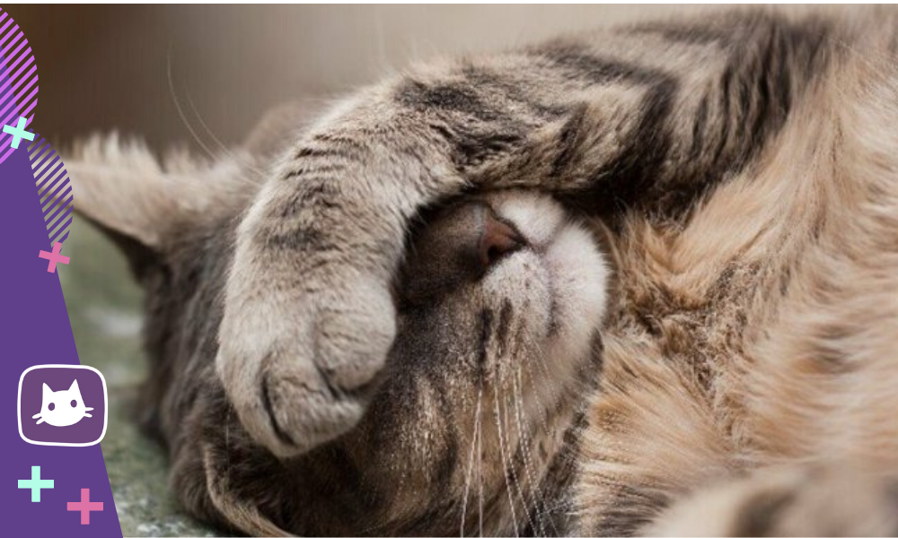 😿Микоплазмоз у кошек: что это за болезнь и как она проявляется | Нос ...