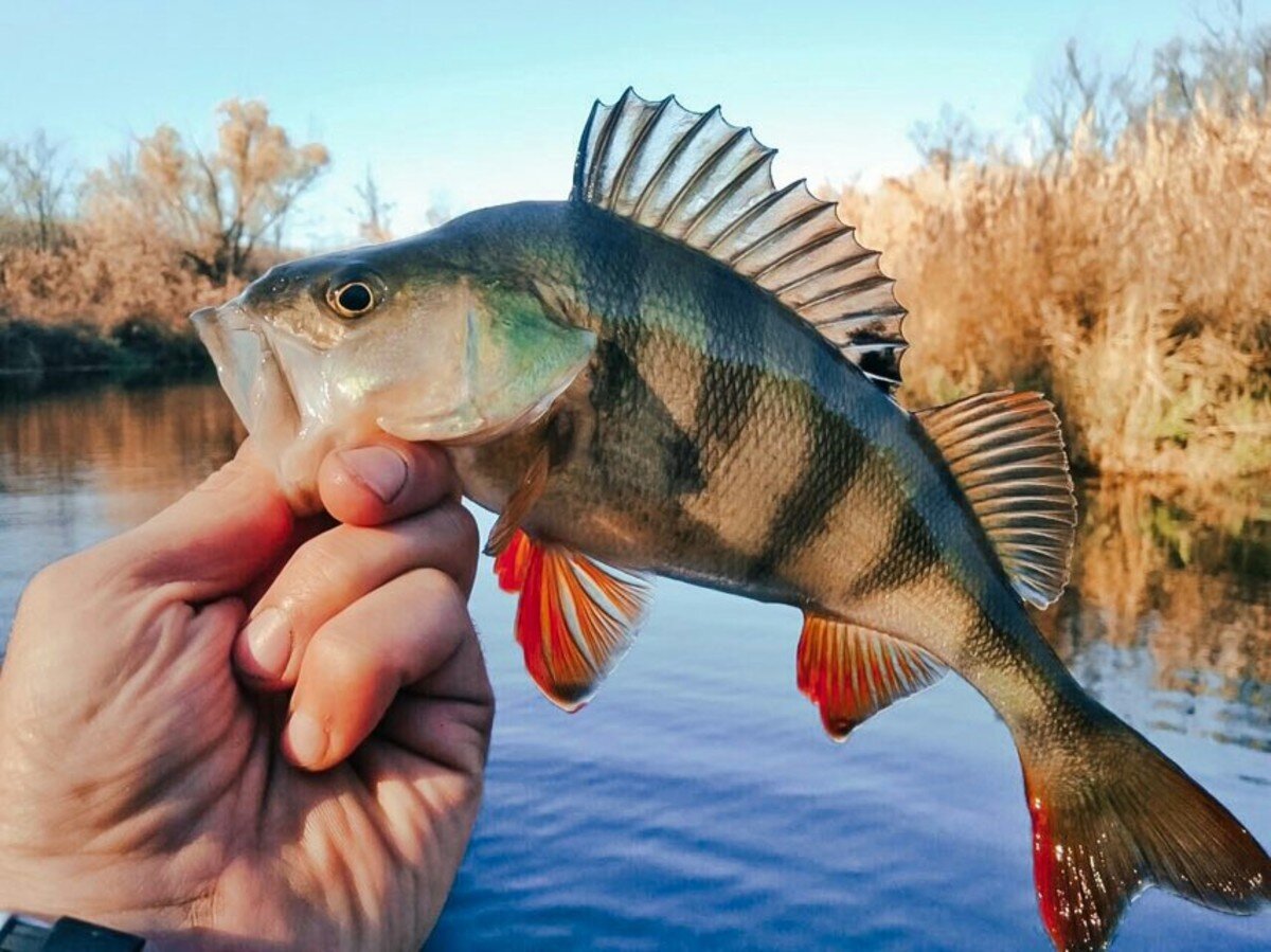 Аттрактанты для хищника 🎣 каталог рыболовного интернет-магазина YourFish в Москве