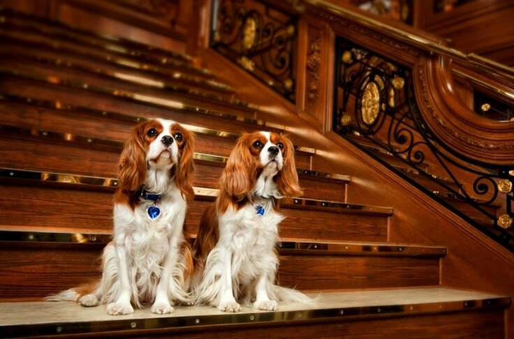 Собачки, живущие в музее Титаника